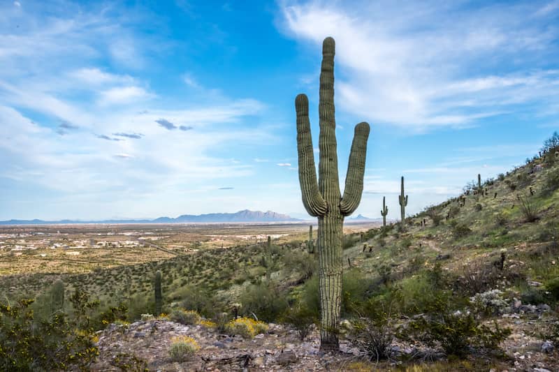 A long slender Saguaro Cactus in Casa Grande, Arizona.