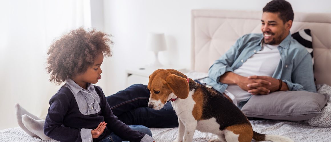 Father and son on a bed with their beagle dog.
