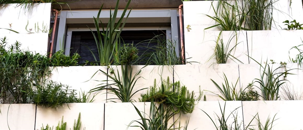 Green vertical living wall with root zone waste water treatment, exterior facade on modern building cooling with plants air conditioning