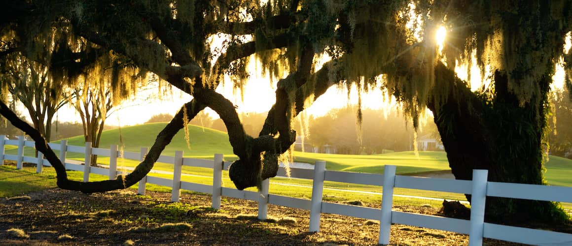 large old oak tree hanging over neighbor's fence
