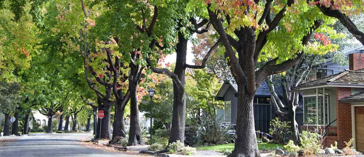 Tree lined neighborhood street.