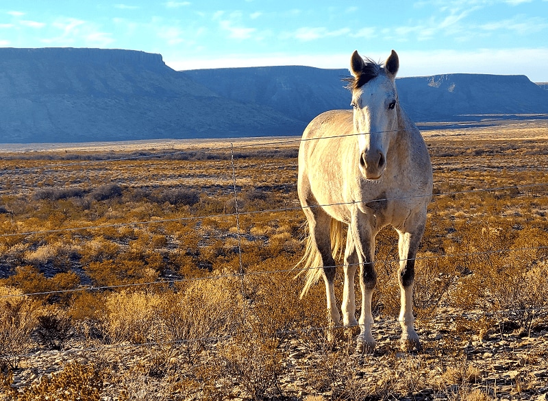 Dex, Shannon’s companion for her solo trek through the desert