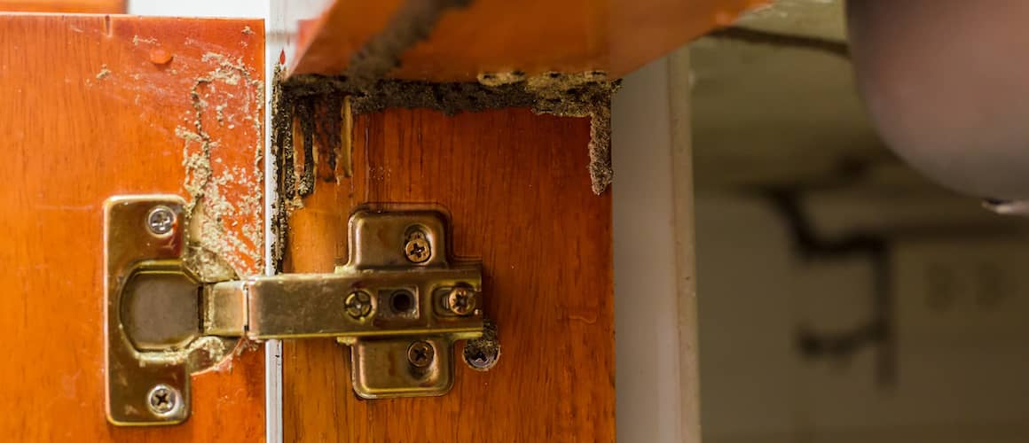 VA Loan Termite Inspection The Process Rocket Mortgage